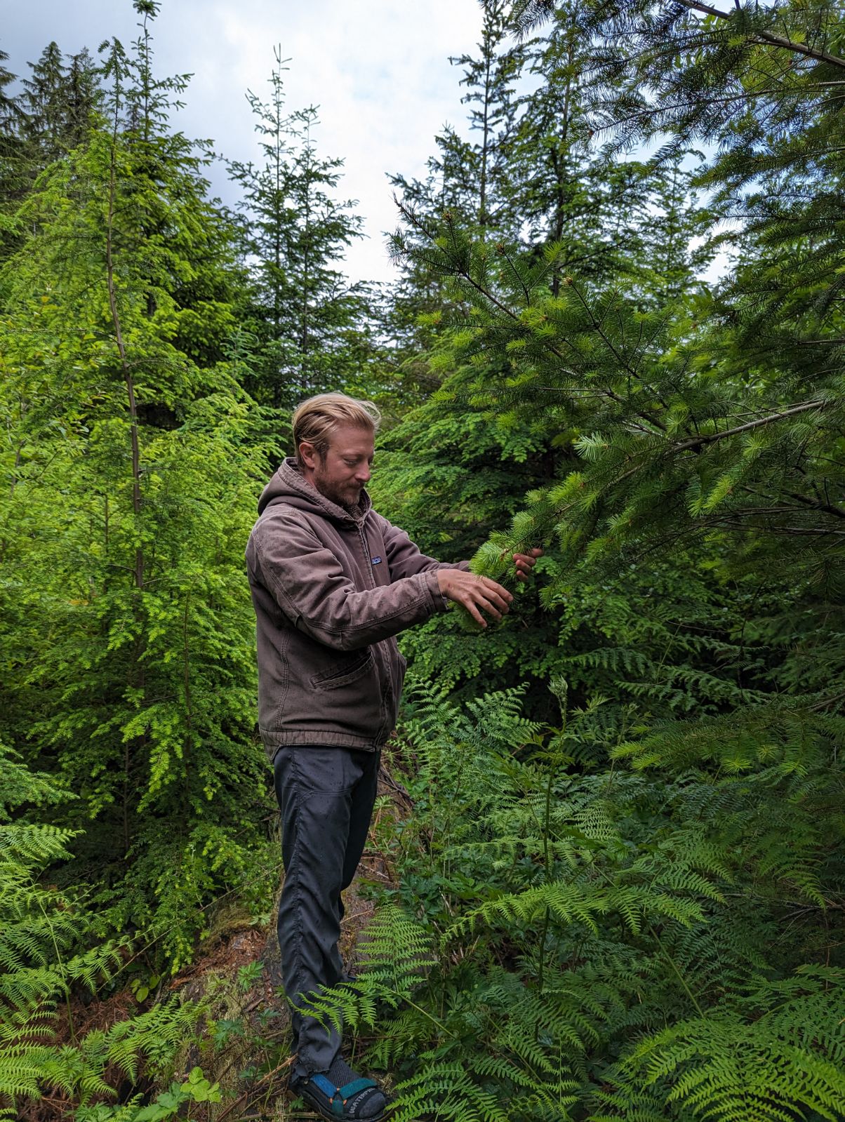 Douglas Fir Spring Tip Tea by Rowen Forest