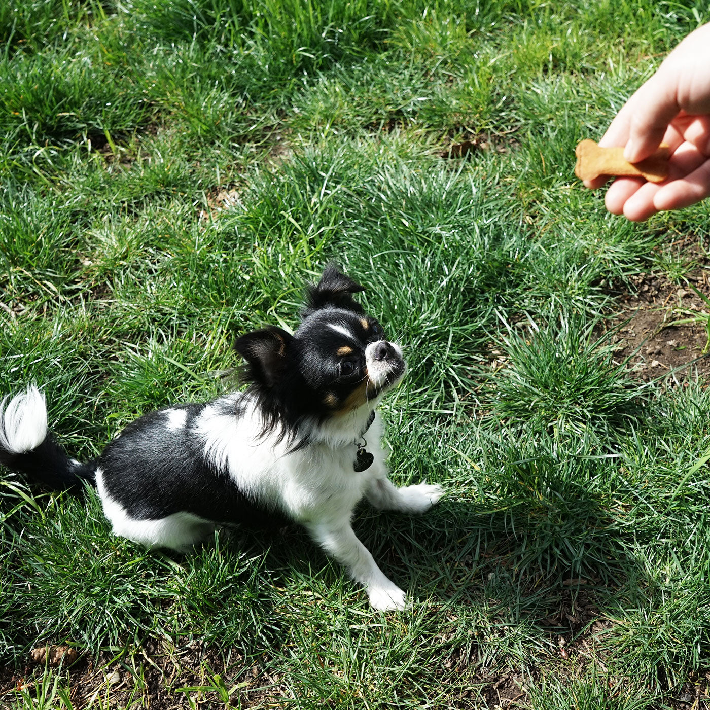 Portland Pet Food Gluten Free Biscuits