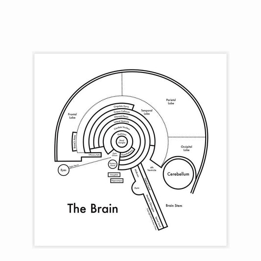 The Brain Map by Archie's Press